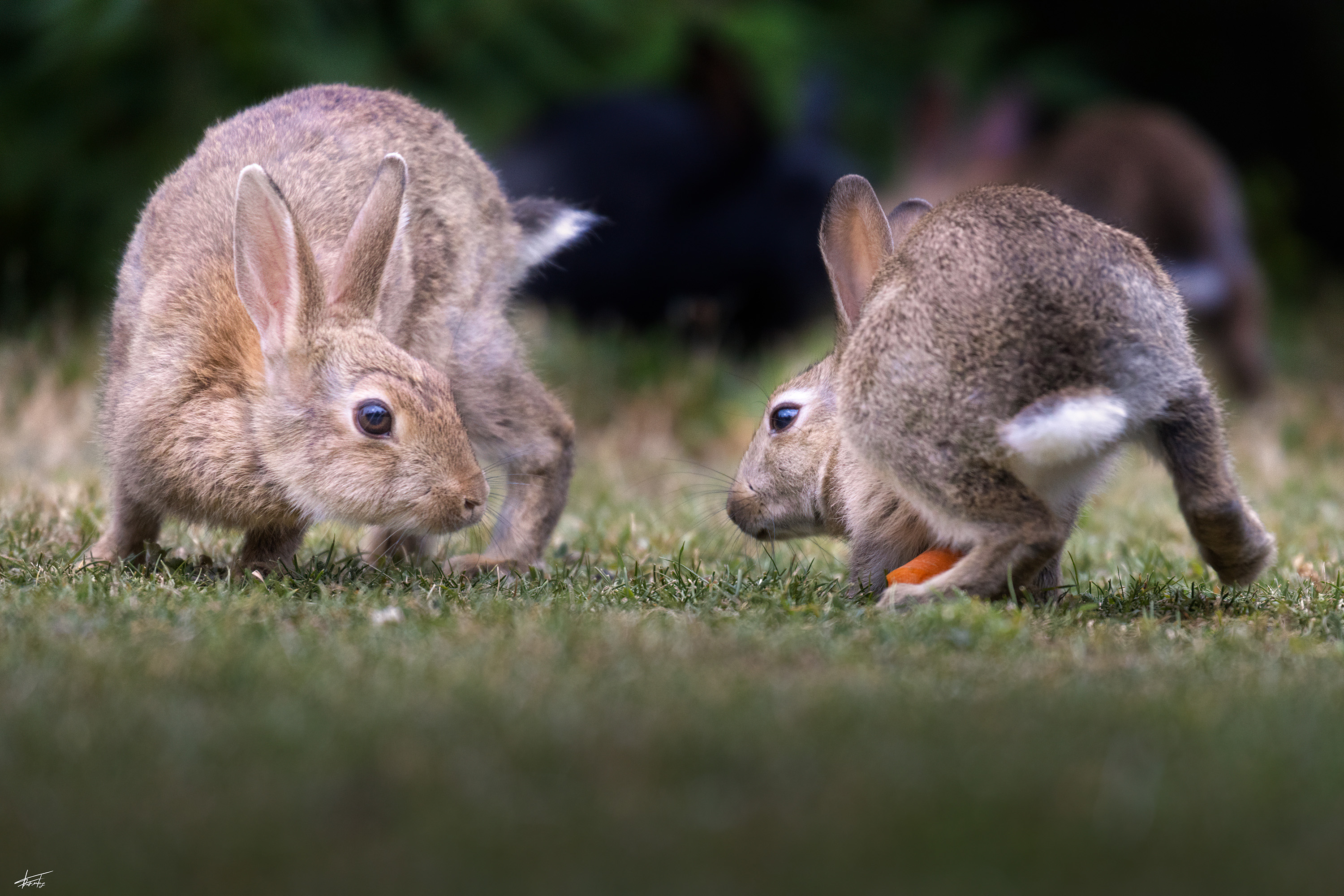  MG 7629 Bearbeitet Kopie